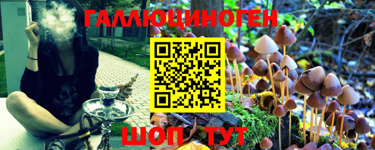 Псилоцибиновые грибы Cubensis Можга